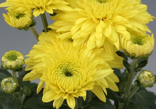 Chrysanthemum, daudzziedu Gompie Yellow