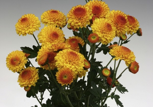 Chrysanthemum, daudzziedu Bright Eye