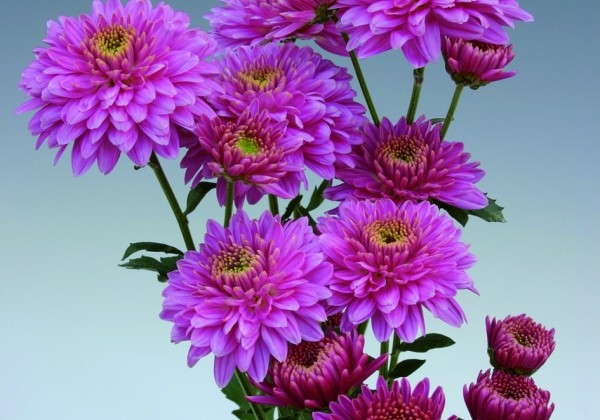 Chrysanthemum, daudzziedu Payton Dale Pink