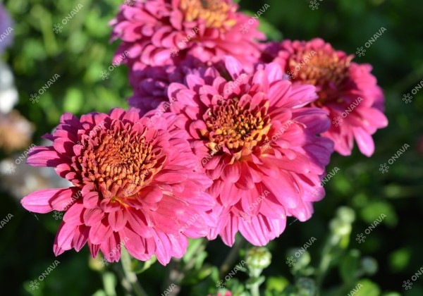 Chrysanthemum, daudzziedu Payton Dale Pink