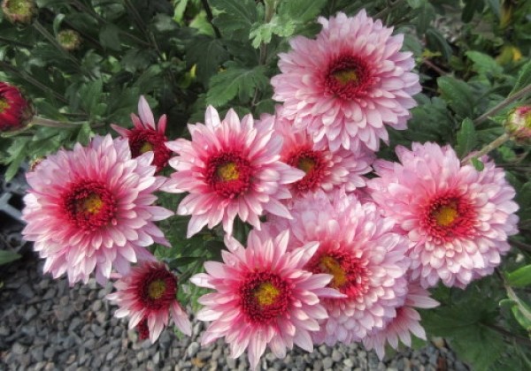 Chrysanthemum, daudzziedu Beppie Pink