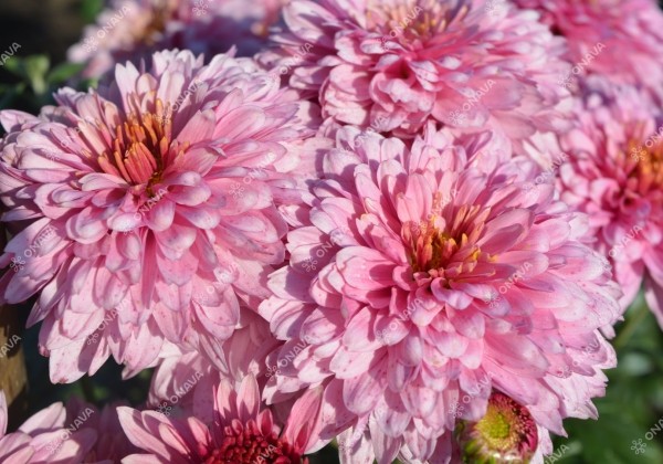 Chrysanthemum, daudzziedu Beppie Pink