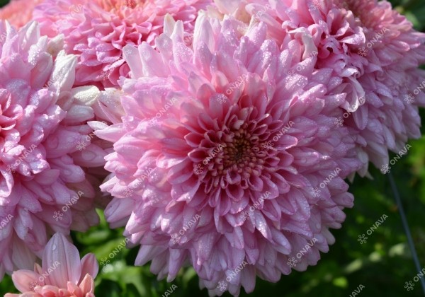Chrysanthemum, daudzziedu Gompie Pink