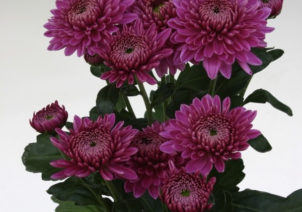 Chrysanthemum, daudzziedu Blenda Purple