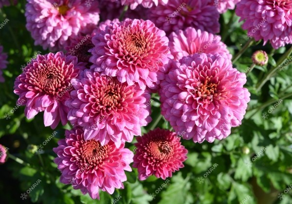 Chrysanthemum, daudzziedu Blenda Purple