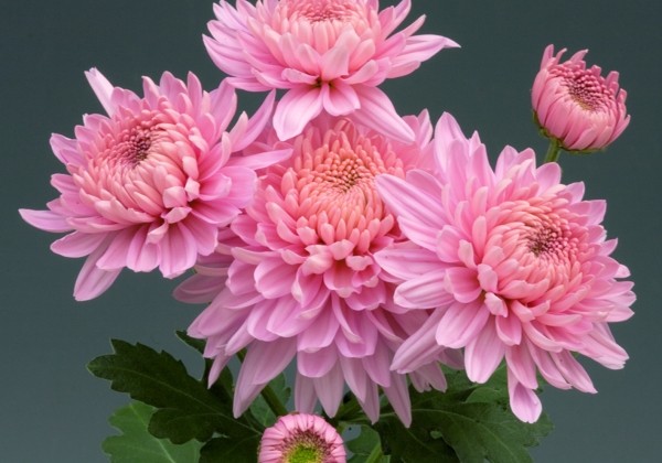 Chrysanthemum, daudzziedu Marielle Pink