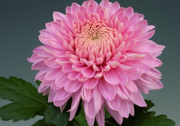 Chrysanthemum, daudzziedu Marielle Pink