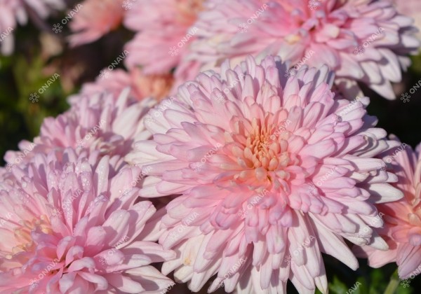 Chrysanthemum, daudzziedu Marielle Pink