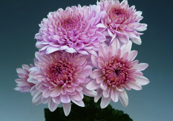 Chrysanthemum, daudzziedu Bella Pink