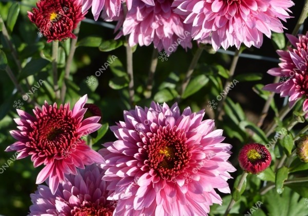 Chrysanthemum, daudzziedu Beppie Purple