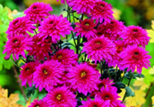 Chrysanthemum, daudzziedu Beppie Super Purple