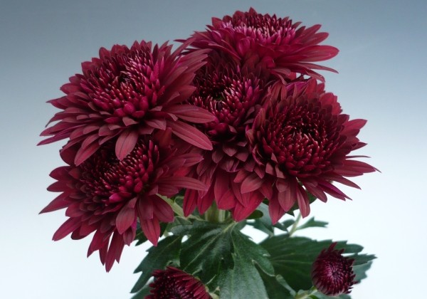 Chrysanthemum, daudzziedu Smokey