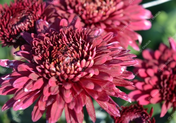 Chrysanthemum, daudzziedu Smokey