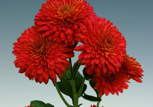 Chrysanthemum, daudzziedu Majola