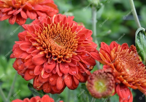 Chrysanthemum, daudzziedu Majola
