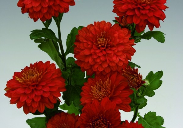 Chrysanthemum, daudzziedu Wendy Red