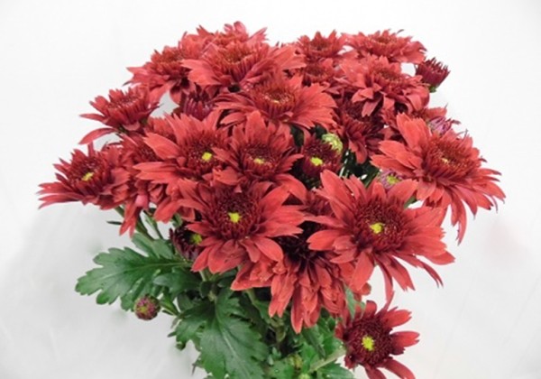 Chrysanthemum, daudzziedu Beppie Super Red