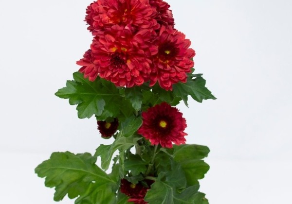 Chrysanthemum, daudzziedu Pompon Red