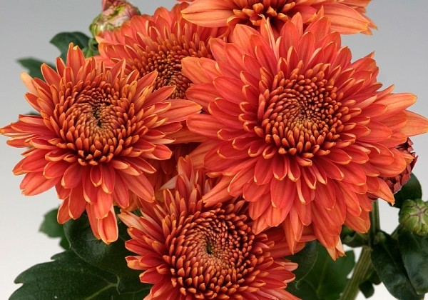 Chrysanthemum, daudzziedu Gompie Red