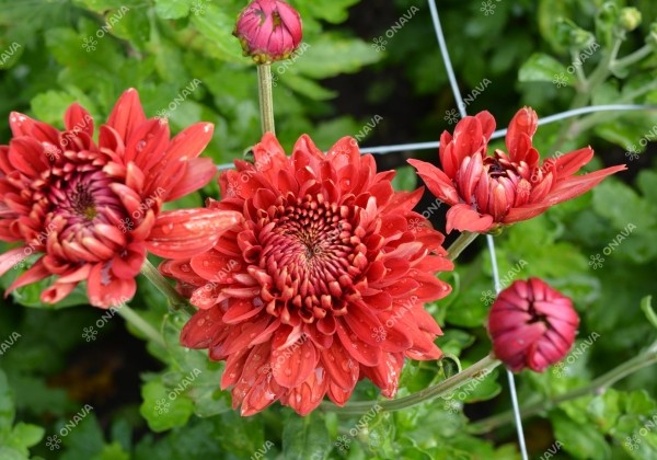 Chrysanthemum, daudzziedu Gompie Red
