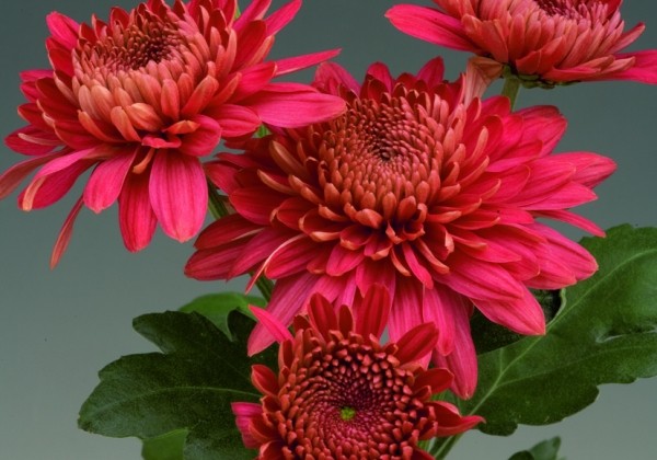 Chrysanthemum, daudzziedu Marielle Red