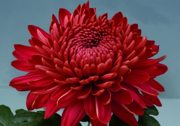 Chrysanthemum, daudzziedu Marielle Red