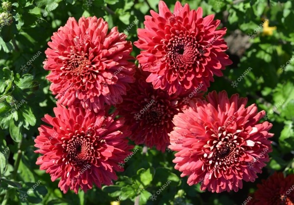 Chrysanthemum, daudzziedu Marielle Red