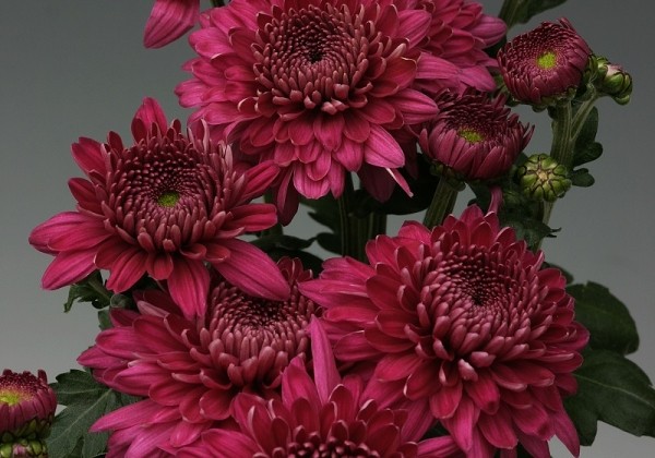 Chrysanthemum, daudzziedu Marielle Purple