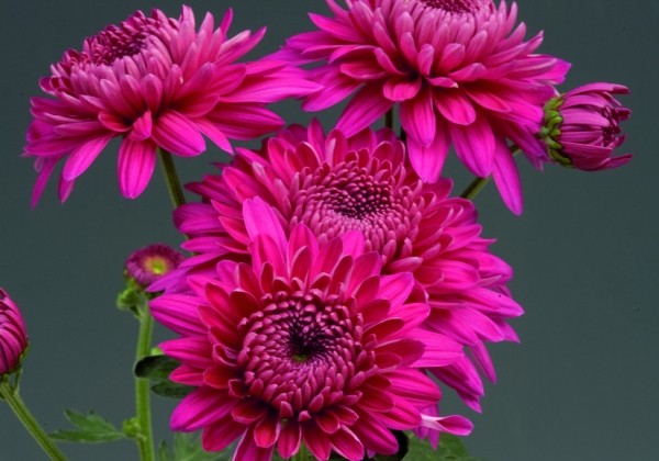 Chrysanthemum, daudzziedu Marielle Purple