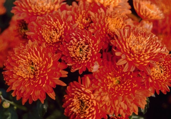 Chrysanthemum, daudzziedu Pamela Bronze