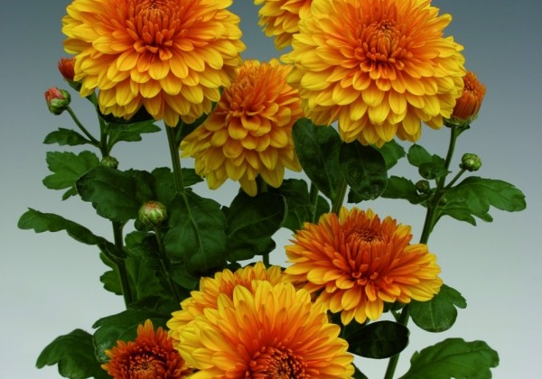 Chrysanthemum, daudzziedu Wendy Bronze