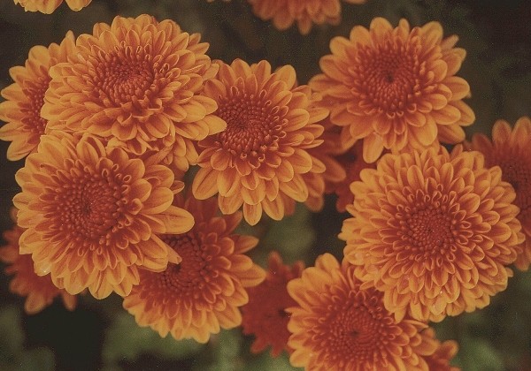 Chrysanthemum, daudzziedu Bruno