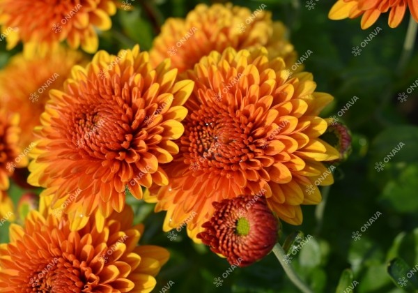 Chrysanthemum, daudzziedu Bruno