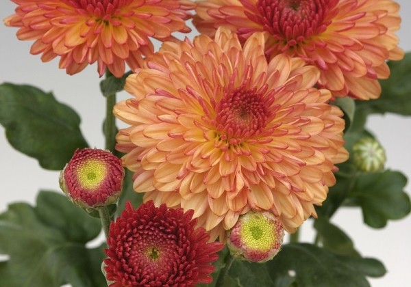 Chrysanthemum, daudzziedu Pompon Bronze
