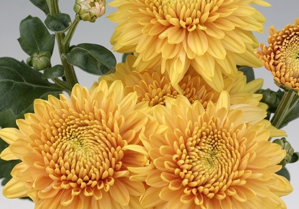 Chrysanthemum, daudzziedu Gompie Bronze