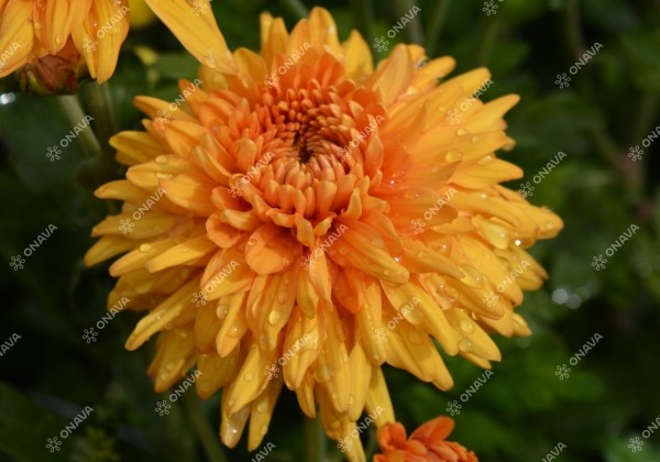 Chrysanthemum, daudzziedu Gompie Bronze