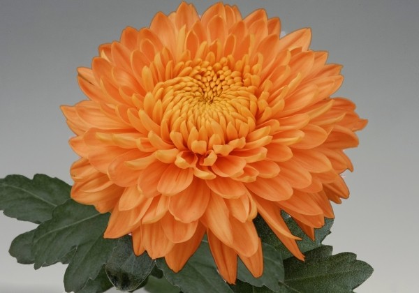 Chrysanthemum, daudzziedu Marielle Bronze