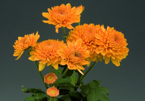 Chrysanthemum, daudzziedu Marielle Bronze