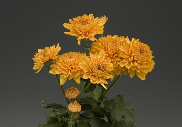 Chrysanthemum, daudzziedu Marielle Bronze