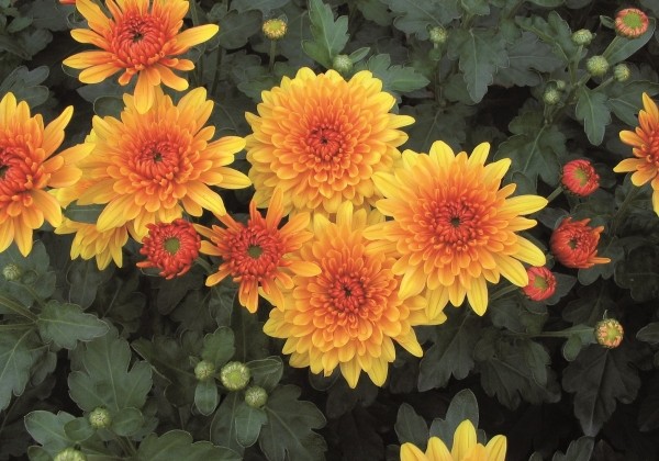 Chrysanthemum, daudzziedu Julia