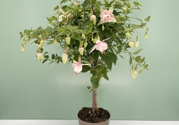 Fuchsia hybrida  Anabel, augststumbrs 17cm podā