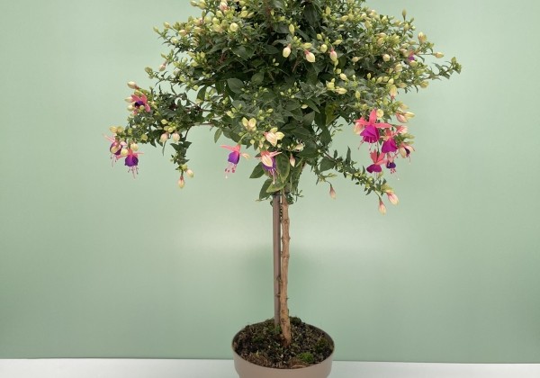 Fuchsia hybrida  Lambada, augststumbrs 17cm podā