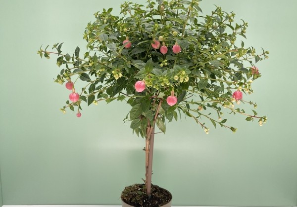 Fuchsia hybrida  Paula Jane, augststumbrs 17cm podā