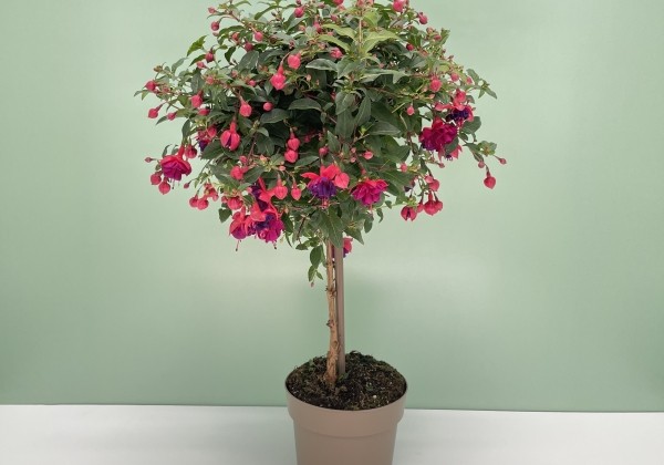 Fuchsia hybrida  Tom Thumb, augststumbrs 17cm podā