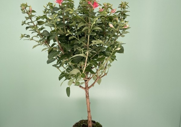 Fuchsia hybrida  Walz Jubelteen, augststumbrs 17cm podā