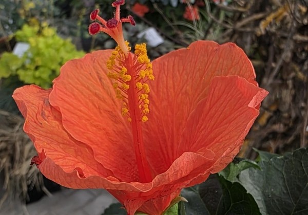 Hibiscus rosa sinensis orange, augsstumbrs 17 cm podā