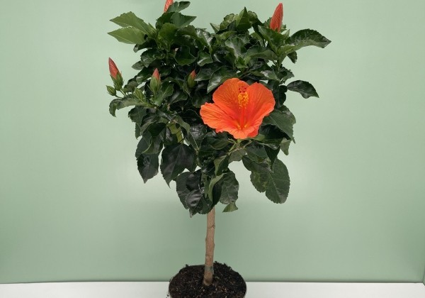 Hibiscus rosa sinensis orange, augsstumbrs 17 cm podā