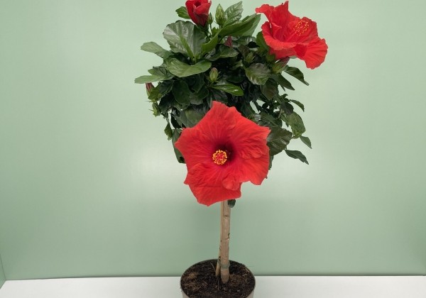 Hibiscus rosa sinensis red, augsstumbrs 17 cm podā