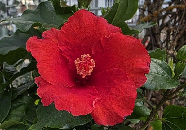 Hibiscus rosa sinensis red, augsstumbrs 17 cm podā