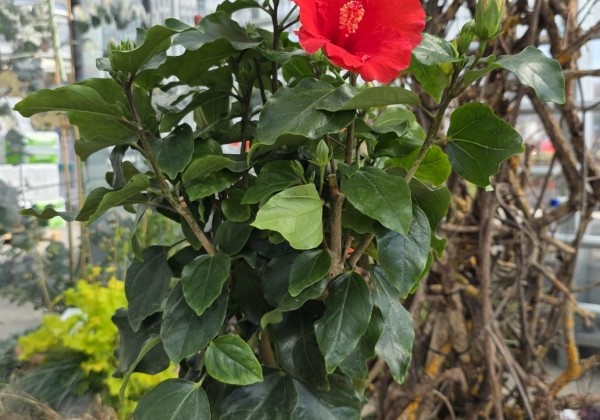 Hibiscus rosa sinensis red, augsstumbrs 17 cm podā